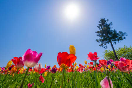 Tulips blooming in Chichibu Sheep Mountain Parkの写真素材