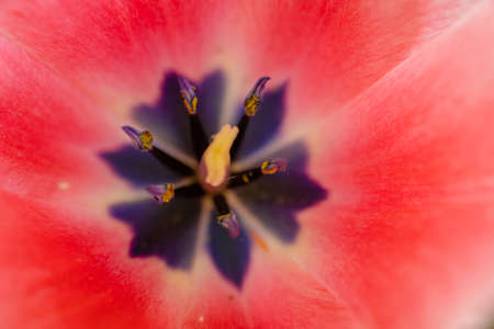 Tulips blooming in Chichibu Sheep Mountain Park