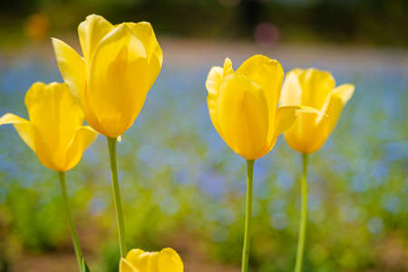 Tulips blooming in Chichibu Sheep Mountain Parkの写真素材
