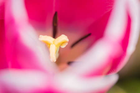 Tulips blooming in Chichibu Sheep Mountain Parkの写真素材