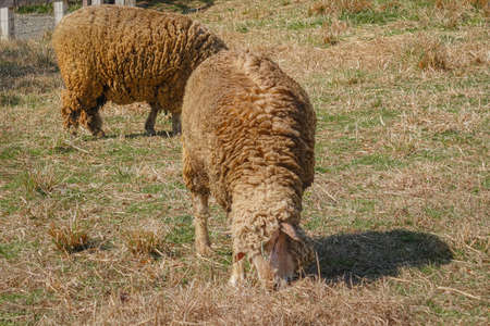 Sheep in Chichibu Sheep Mountain Park