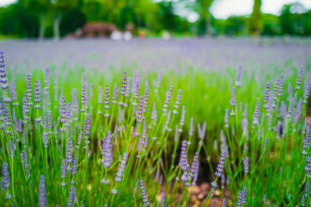 Lavender in full bloomの写真素材