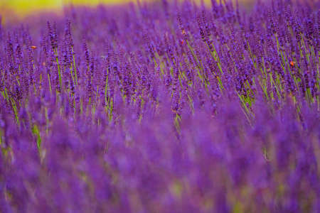 Lavender in full bloomの写真素材