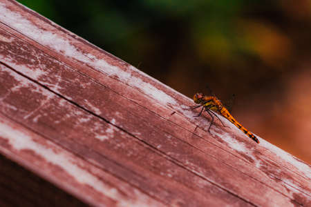 Dragonfly flying over summer plateauの写真素材