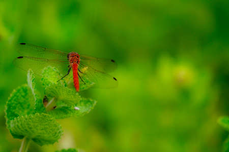 Dragonfly flying over summer plateau