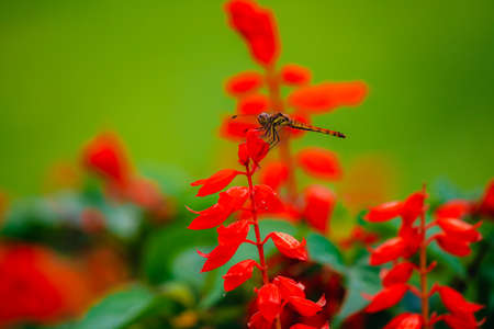 Dragonfly flying over summer plateauの写真素材