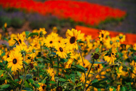 Sunflower fields in full bloomの写真素材