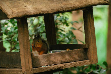 Squirrels in the Zoo (Squirrel Garden)