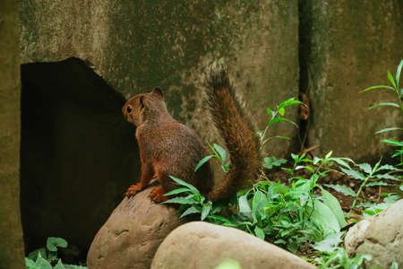 Squirrels in the Zoo (Squirrel Garden)の写真素材