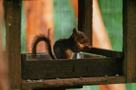 Squirrels in the Zoo (Squirrel Garden)