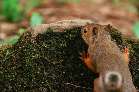 Squirrels in the Zoo (Squirrel Garden)の写真素材