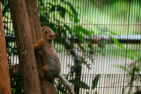 Squirrels in the Zoo (Squirrel Garden)の写真素材