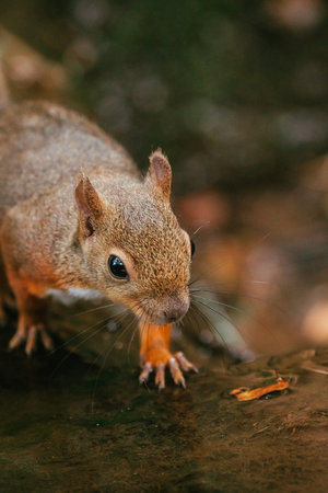 Squirrels in the Zoo (Squirrel Garden)の写真素材