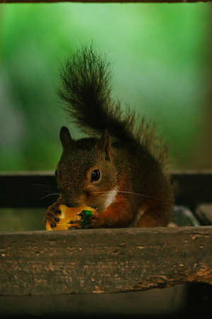 Squirrels in the Zoo (Squirrel Garden)の写真素材