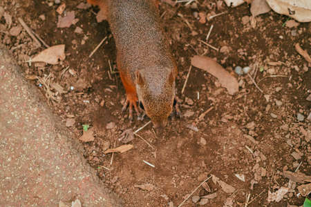 Squirrels in the Zoo (Squirrel Garden)