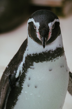 Zoo's penguinsの写真素材