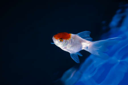 Aquarium Goldfishの写真素材