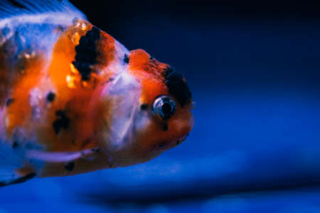 Aquarium Goldfishの写真素材