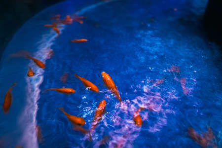 Aquarium Goldfish