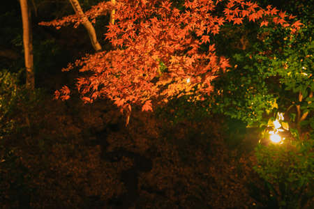 Illuminated Japanese Gardenの写真素材
