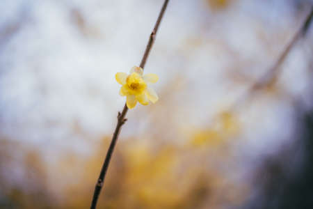 Roume in Koganei Park in springの写真素材