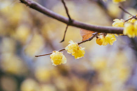 Roume in Koganei Park in springの写真素材