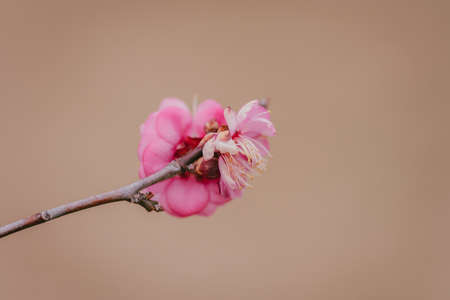 Plum blossoms in Koganei Park in spring