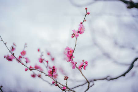 Plum blossoms in Koganei Park in springの写真素材