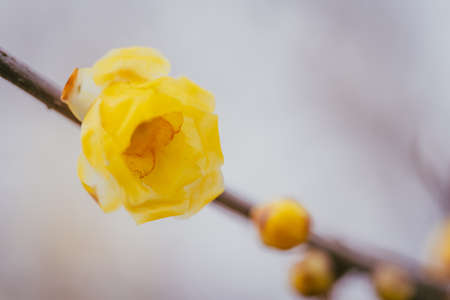 Wax plum blossoms blooming in the park in early springの写真素材