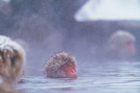 Snow Monkey at Jigokudani Monkey Parkの写真素材