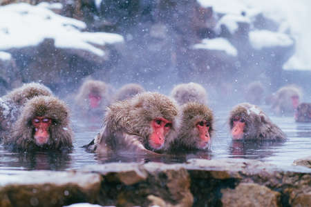 Snow Monkey at Jigokudani Monkey Park