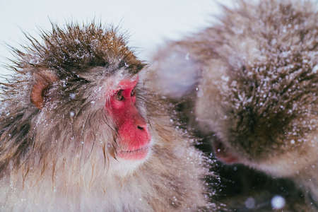 Snow Monkey at Jigokudani Monkey Parkの写真素材