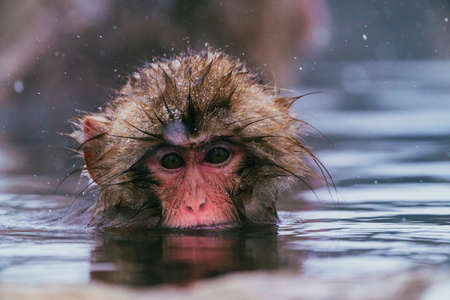 Snow Monkey at Jigokudani Monkey Parkの写真素材