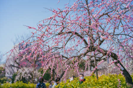 Plum blossoms in Hanegi Parkの写真素材