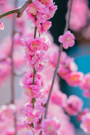 Plum blossoms in Hanegi Parkの写真素材