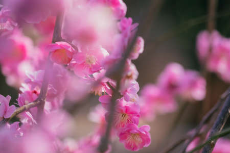 Plum blossoms in Hanegi Parkの写真素材
