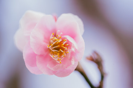Plum blossoms in Koganei Parkの写真素材