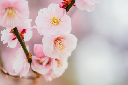 Plum blossoms in Koganei Parkの販売画像