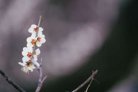 Plum blossoms in Koganei Parkの写真素材