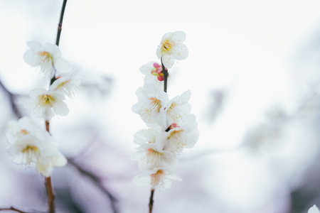 Plum blossoms in Koganei Parkの写真素材