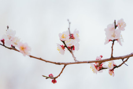 Plum blossoms in Koganei Parkの販売画像