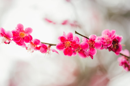 Plum blossoms in Koganei Parkの販売画像