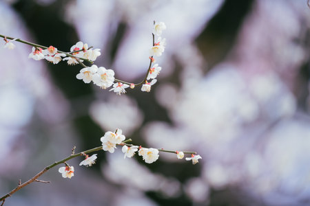 Plum blossoms in Koganei Parkの販売画像