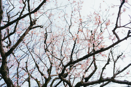 Plum blossoms in Koganei Parkの写真素材