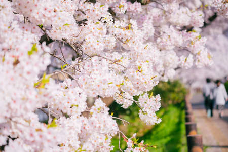 Cherry blossoms along the Fukusei-Tama River