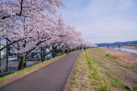 Cherry blossoms along the Fukusei-Tama Riverのeditorial素材