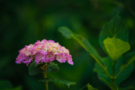 Pink hydrangeas blooming in the park