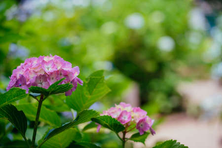 Pink hydrangeas blooming in the parkの写真素材