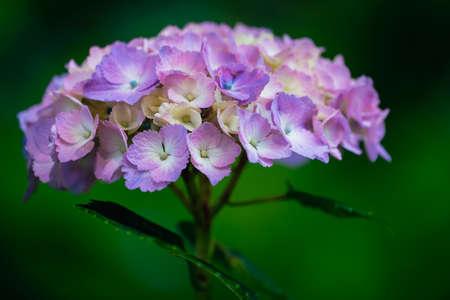 Pink hydrangeas blooming in the parkの写真素材