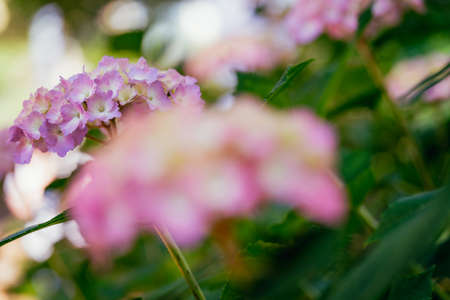 Pink hydrangeas blooming in the park